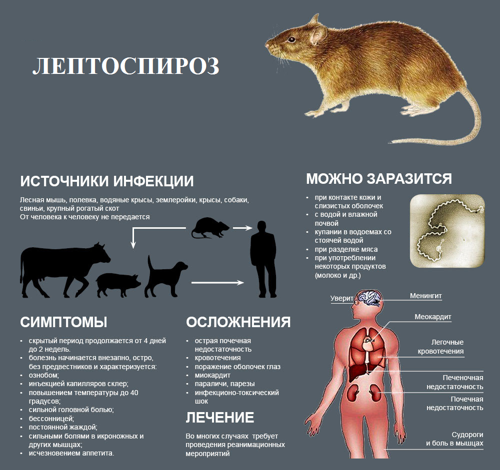 Что следует знать о лептоспирозе